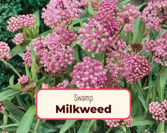 Más de 200 semillas de algodoncillo de pantano (Asclepias incarnate), planta silvestre perenne nativa de jardín, ideal para mariposas monarca polinizadoras.