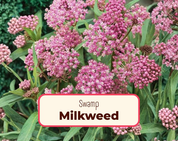 200+ Swamp Milkweed Seeds | (Asclepias incarnate) Native Perennial Wildflower Garden Plant Seed Packet for Pollinator Monarch Butterflies