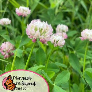 May include: Close-up of pink and white clover flowers in a field. The flowers are in focus, while the green grass and leaves are blurred in the background. The image includes a logo for Monarch Milkweed Seed Co. with a butterfly graphic.