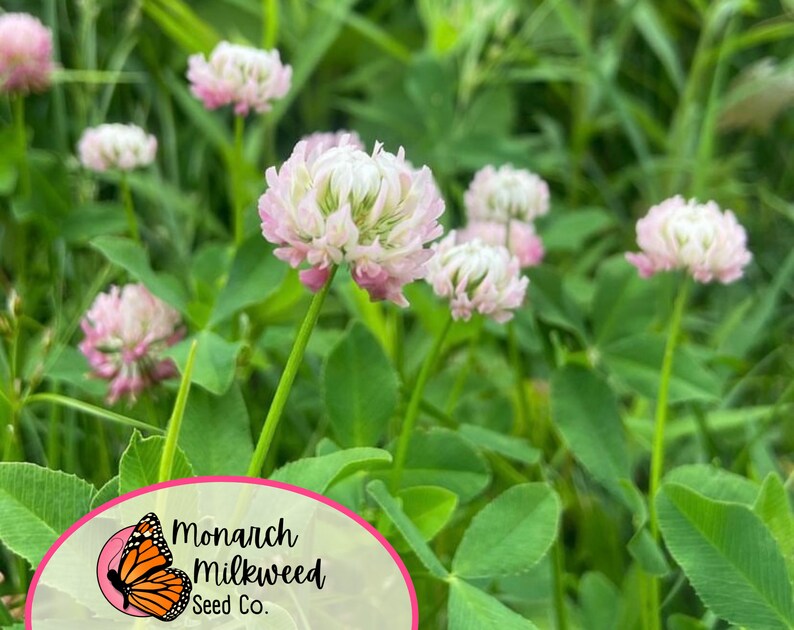 May include: Close-up of pink and white clover flowers in a field. The flowers are in focus, while the green grass and leaves are blurred in the background. The image includes a logo for Monarch Milkweed Seed Co. with a butterfly graphic.