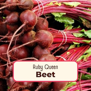 925+ Beet Seeds 'Ruby Queen' | Non-GMO, Heirloom, Vegetable Garden Seed Packet for Planting, Farming, Gardening Gifts, Beta vulgaris