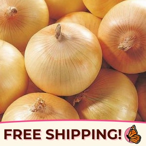 625+ Onion Seeds &#39;Sweet Spanish Yellow&#39; | Non-GMO, Heirloom Vegetable Gardening Plant Seed Packet for Growing, Allium cepa