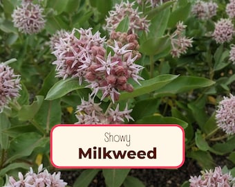 125+ Showy Milkweed Seeds | (Asclepias speciosa) Native Perennial Wildflower Garden Plant Seed Packet for Pollinator Monarch Butterflies