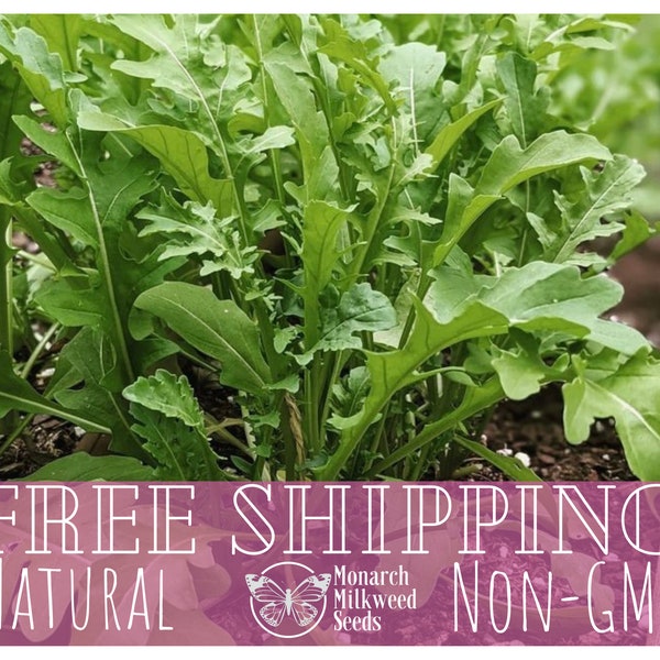 5700+ Arugula Seeds 'Slow Bolt' | Non-GMO, Heirloom, Vegetable Gardening Plant Seed Packets for Growing, Farming, Eruca sativa, Roquette