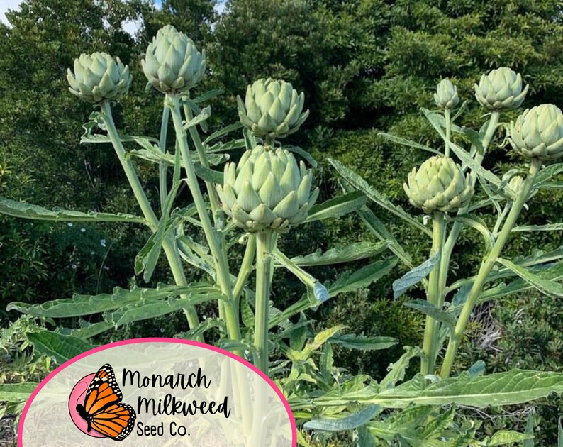 MonarchMilkweedSeeds Green Globe Artichoke Seeds - Thumbnail 3