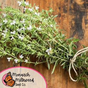 May include: A bunch of fresh, green summer savory tied with twine. The plant has small white flowers and is on a wooden surface. The text "Monarch Milkweed Seed Co." is in a pink oval with a butterfly graphic.