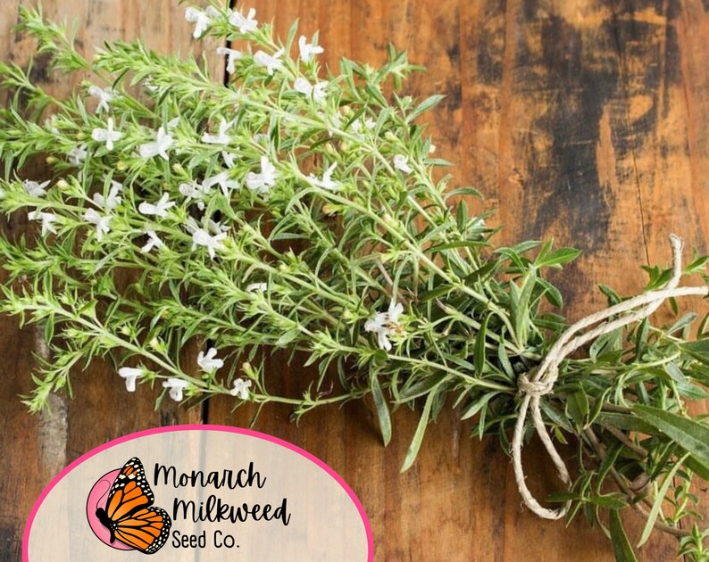 May include: A bunch of fresh, green summer savory tied with twine. The plant has small white flowers and is on a wooden surface. The text "Monarch Milkweed Seed Co." is in a pink oval with a butterfly graphic.