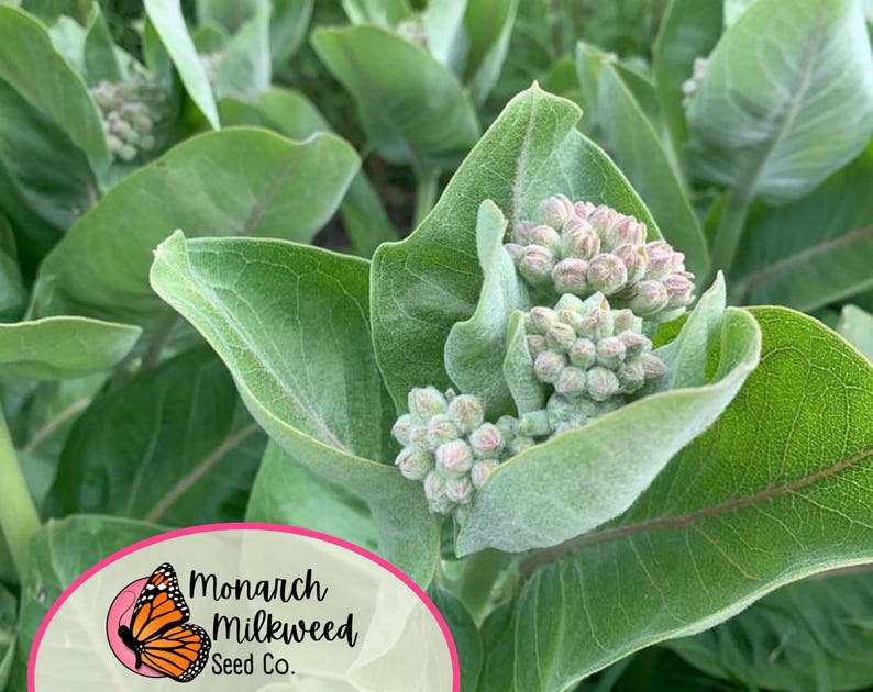 MonarchMilkweedSeeds Prairie Milkweed Seeds - Thumbnail 3