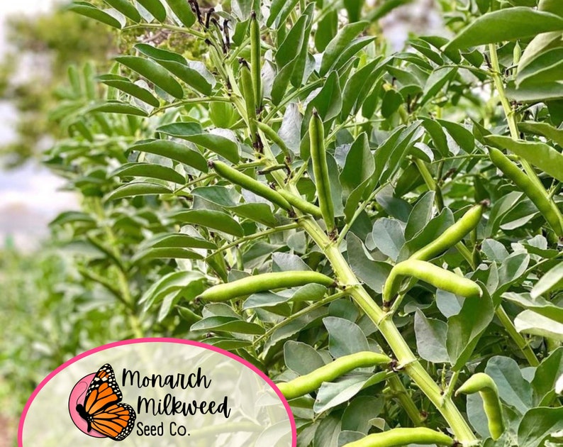 MonarchMilkweedSeeds Fava Bean Seeds Broad Windsor - Thumbnail 4