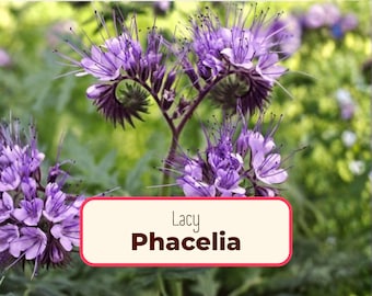 4200+ Lacy Phacelia Seeds | Native Wildflowers for Pollinator Butterflies & Bees, Flower Gardening Plant Seed Packet, Phacelia tanacetifolia