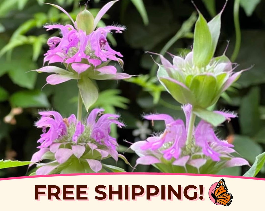 thumbnail image 2 of Lemon Mint Bee Balm – Monarda Citriodora – 5,000 Bulk Seeds – Seed Empire 2 of 4