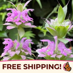 3500+ Lemon Bee Balm Seeds | Native Wildflower Herb for Pollinator Butterflies & Bees, Flower Gardening, Lemon Mint, Monarda citriodora