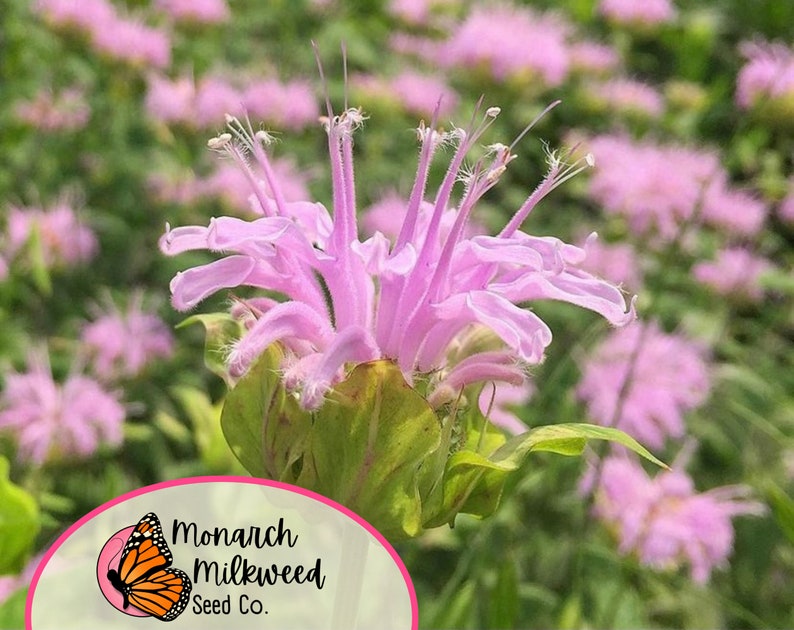 MonarchMilkweedSeeds Wild Bergamot Bee Balm Seeds - Thumbnail 3