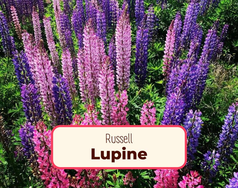 MonarchMilkweedSeeds Russell Lupine Seeds