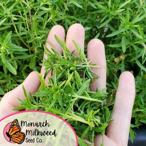 May include: A hand holding a bunch of green milkweed plants. The plants are in a pot and the hand is holding them up to show the leaves. The background is a blur of green plants. The image has a logo in the bottom left corner that says "Monarch Milkweed Seed Co."