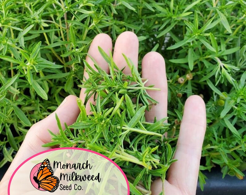 May include: A hand holding a bunch of green milkweed plants. The plants are in a pot and the hand is holding them up to show the leaves. The background is a blur of green plants. The image has a logo in the bottom left corner that says "Monarch Milkweed Seed Co."