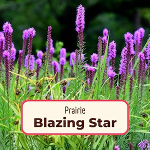 550+ Prairie Blazing Star Seeds | Perennial Native Wildflower, Butterfly Pollinator Flower Gardening, Liatris spicata, Gayfeather
