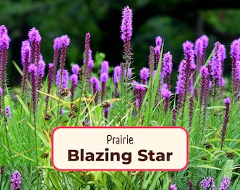 550+ Prairie Blazing Star Seeds | Perennial Native Wildflower, Butterfly Pollinator Flower Gardening, Liatris spicata, Gayfeather