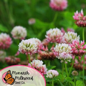 May include: Close-up of pink and white clover blossoms in a field. The flowers are in various stages of bloom, with some fully open and others still in bud. The background is a blur of green foliage.