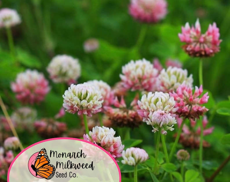May include: Close-up of pink and white clover blossoms in a field. The flowers are in various stages of bloom, with some fully open and others still in bud. The background is a blur of green foliage.