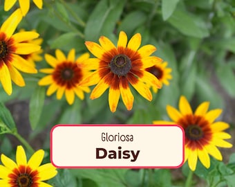 2000+ Gloriosa Daisy Seeds | Flower Gardening Seed Packet for Pollinators, Bees & Butterflies, Wildflower Gardening, Rudbeckia hirta