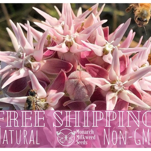200 Common Milkweed Seeds For Monarch Butterflies, Perennial, Sola Seed Company