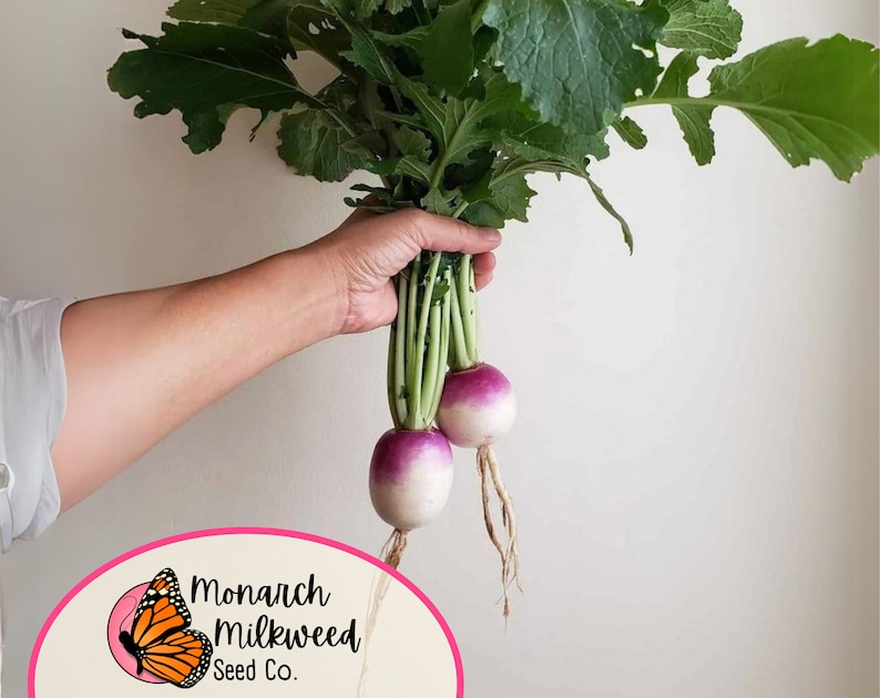 MonarchMilkweedSeeds Turnip Seeds - Thumbnail 2