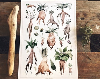 Mandrake, Watercolor, Art print.