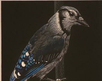Blue Jay Scratchboard Reproduction Print