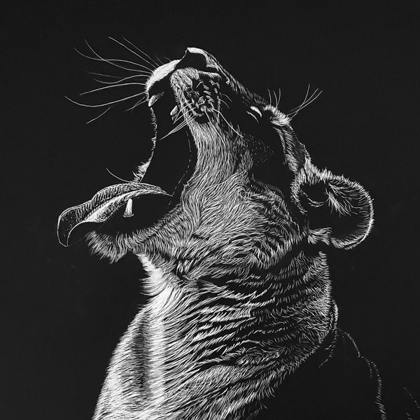 Scratchboard Yawning Lioness Original Tired Queen