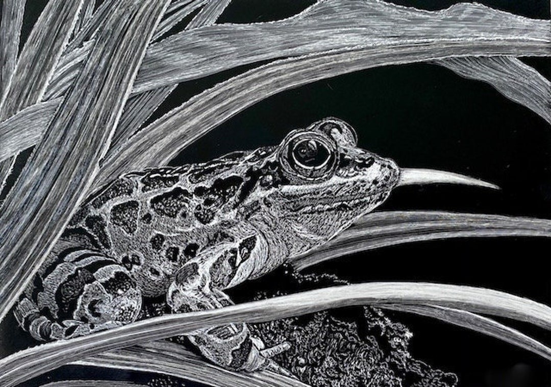 Frog Original Scratchboard Art Etsy