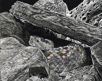 Rattlesnake Scratchboard Art Print Reproduction