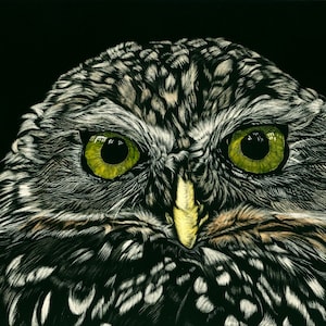 Burrowing Owl Scratchboard Print Reproduction