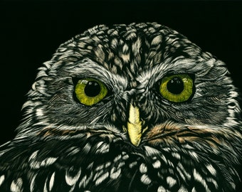 Burrowing Owl Scratchboard Print Reproduction