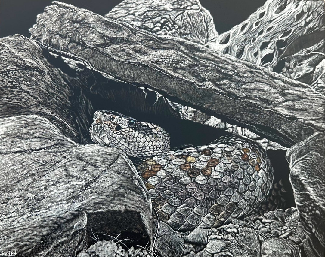 Rattlesnake Scratchboard Art Print Reproduction Etsy