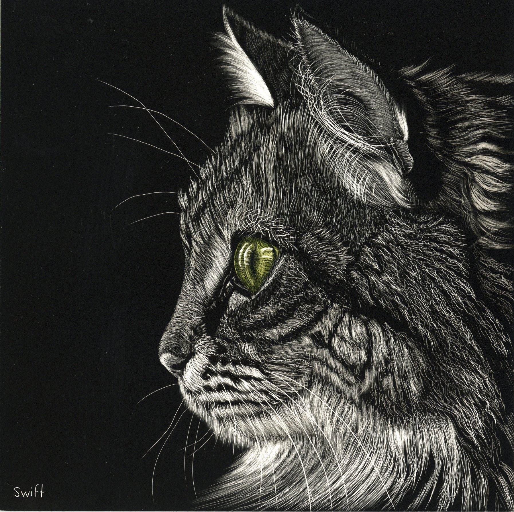 Tabby Cat Scratchboard Art Print Reproduction Etsy