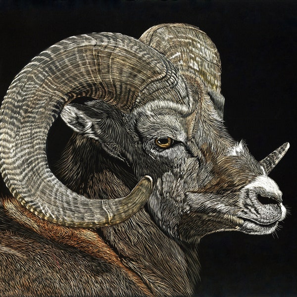 Bighorn Sheep Ram Scratchboard Print Reproduction