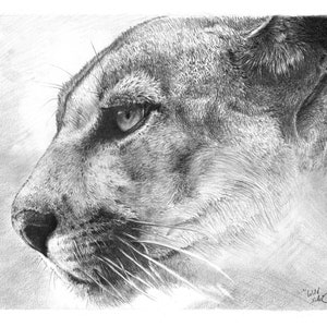 Wild Side (2020), Portrait of a California Mountain Lion