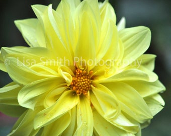 Dalia in giallo con centro arancione