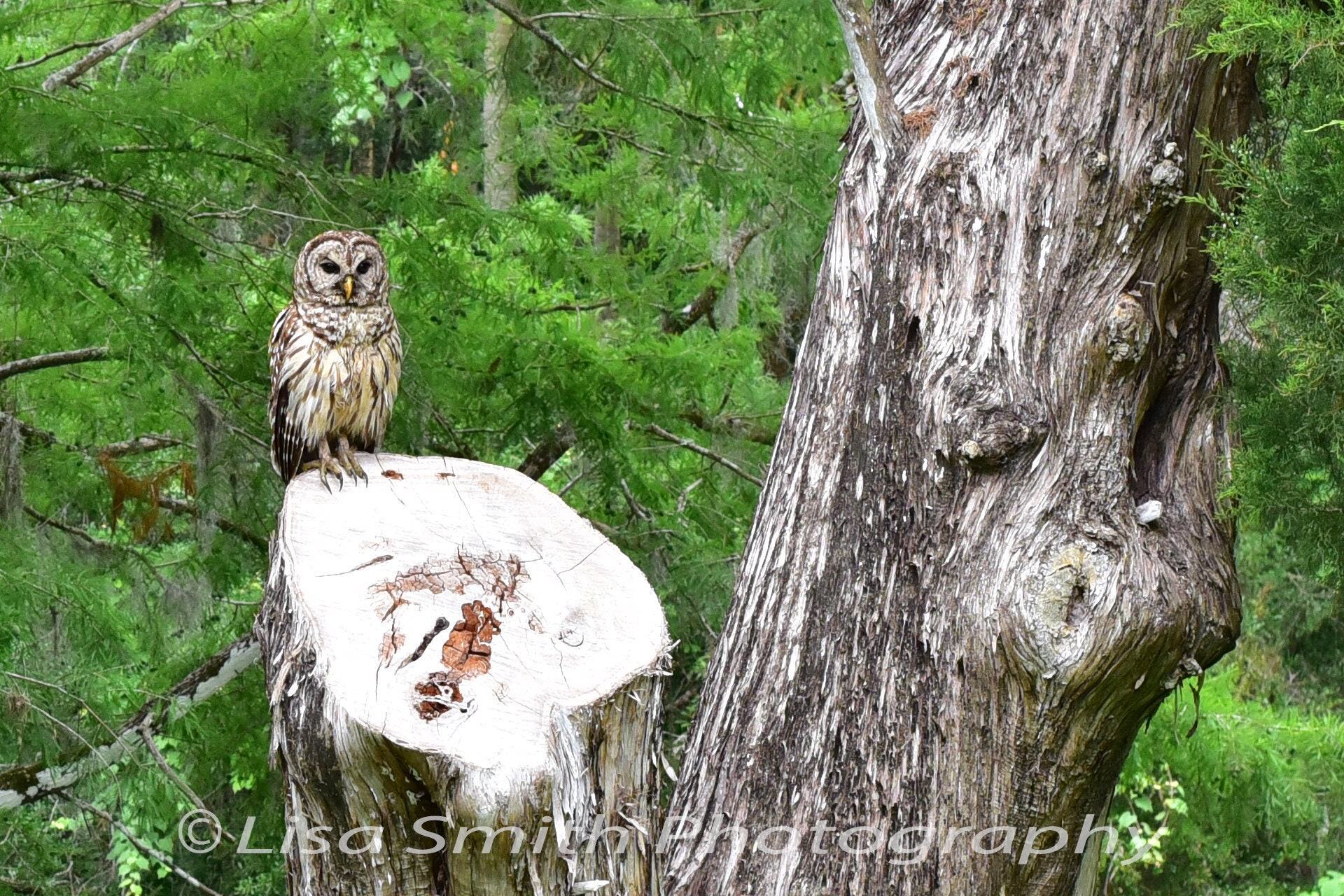 Owl on Tree Stump