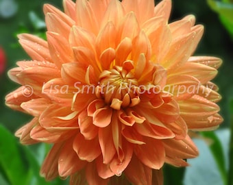 Dahlia In Orange