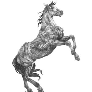 May include: Detailed black and white illustration of a rearing horse. The horse's anatomy is exposed, revealing muscle structure and several screaming faces integrated into the body. The artwork is rendered with fine lines and shading, creating a dramatic effect.