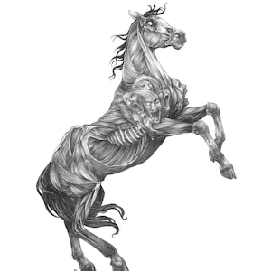May include: A black and white pencil drawing of a horse with a skeletal structure and multiple human faces emerging from its body.