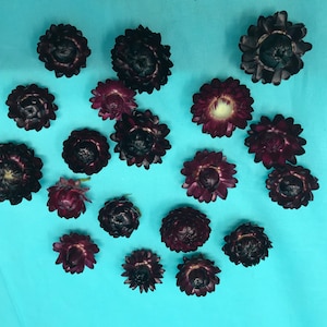 A pack of Deep Purple Strawflowers (dried) ready for use crafting or weddings