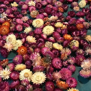 A pack of  Assorted Strawflowers (dried) ready for use crafting