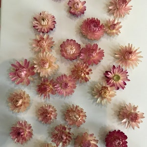 A pack of  Pink / Shades of Pink Strawflowers (dried) ready for use crafting or weddings