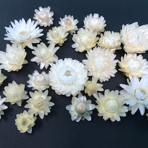 A pack of  White / Off White Strawflowers (dried) ready for use crafting or weddings