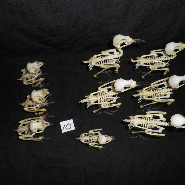 Taxidermie oiseau squelette 9 Pcs