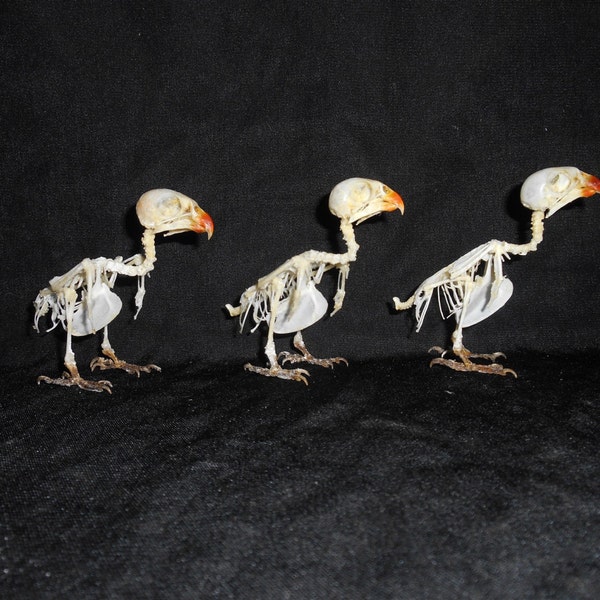 Squelette d’oiseau taxidermie