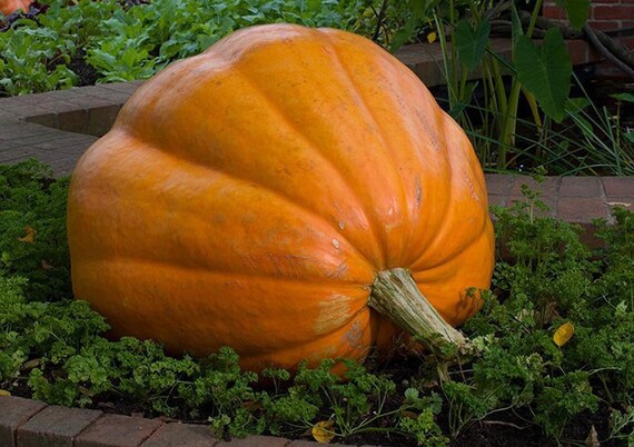 NON-GMO PUMPKIN GARDEN SEEDS GARDENING HEIRLOOM DILLS ATLANTIC GIANT NON-GMO PUMPKIN GARDEN SEEDS GARDENING HEIRLOOM DILLS ATLANTIC GIANT